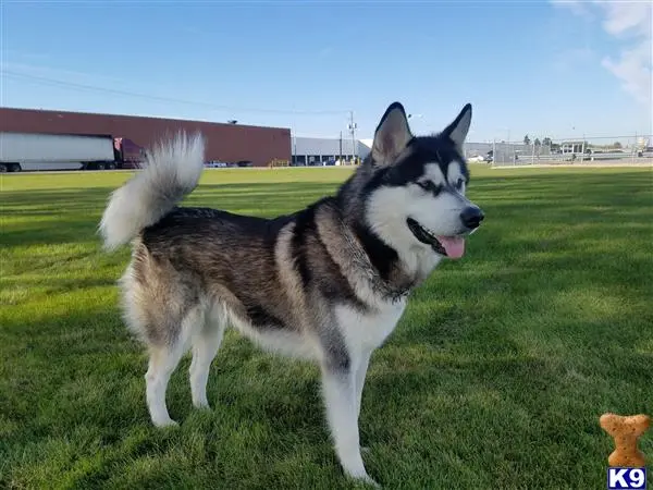 Alaskan Malamute stud dog