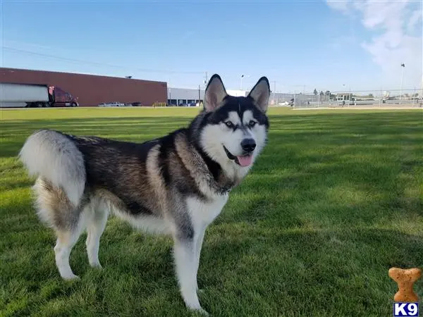 Alaskan Malamute stud dog