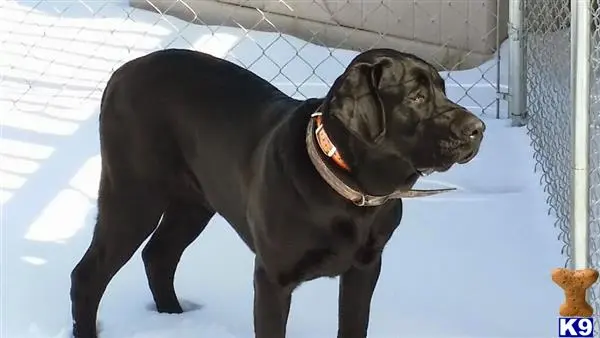 Labrador Retriever stud dog