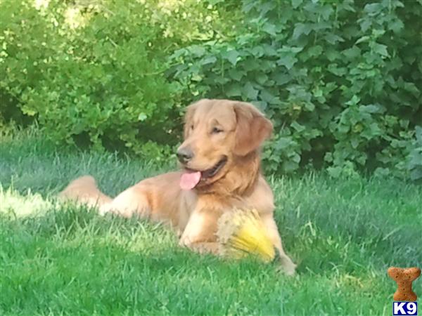 Golden Retriever stud dog