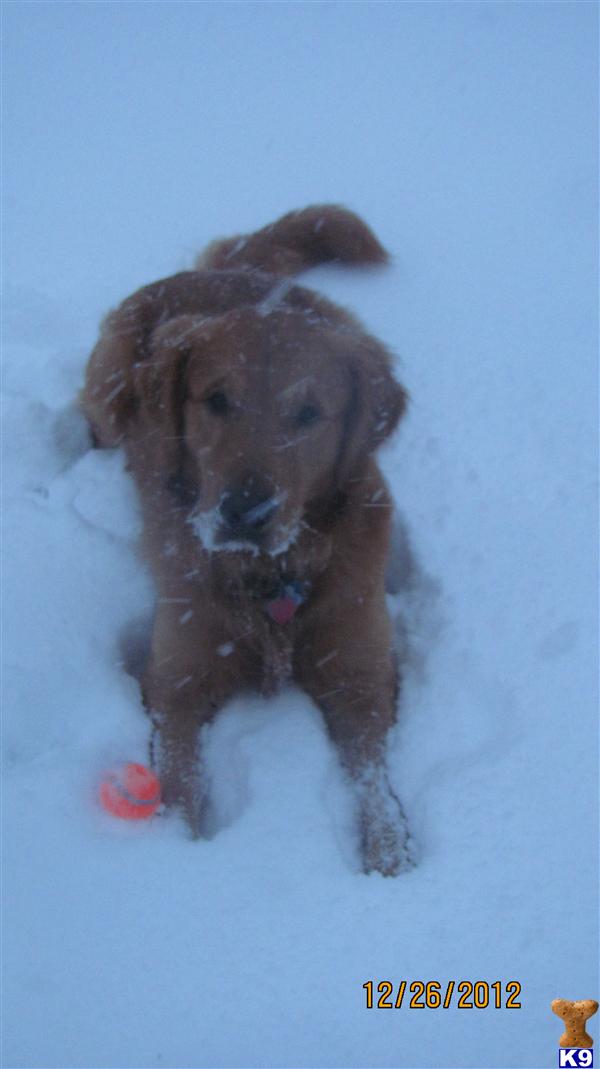 Golden Retriever stud dog