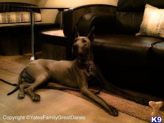 Great Dane