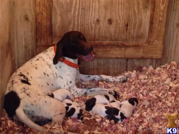 German Shorthaired Pointer puppy for sale