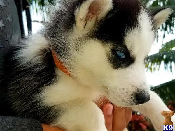 Siberian Husky puppy for sale