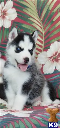 Siberian Husky puppy for sale