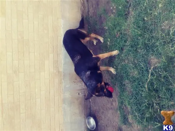 German Shepherd female dog