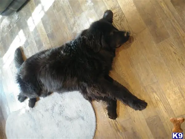 Newfoundland female dog