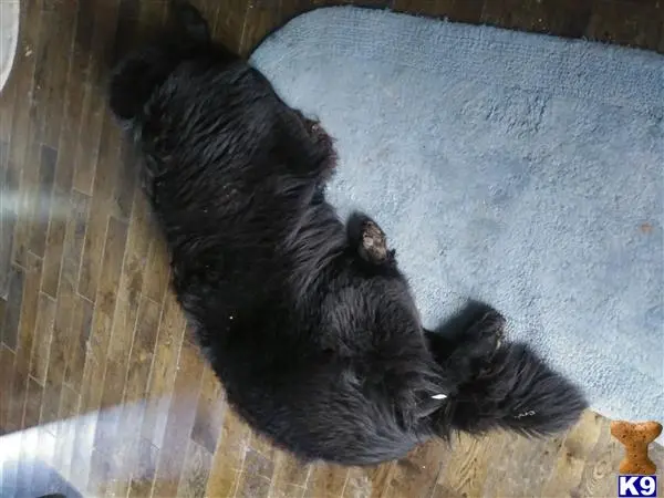 Newfoundland female dog