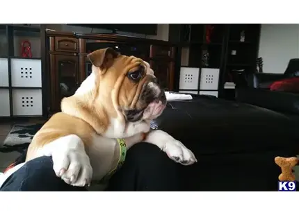 English Bulldog