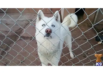 Siberian Husky