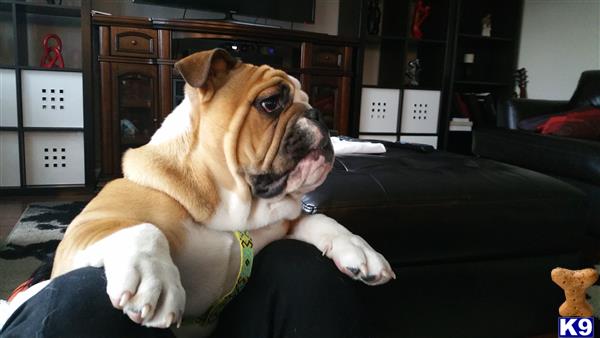 a english bulldog dog sitting on a persons lap