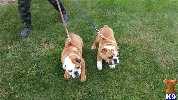 English Bulldog puppy for sale