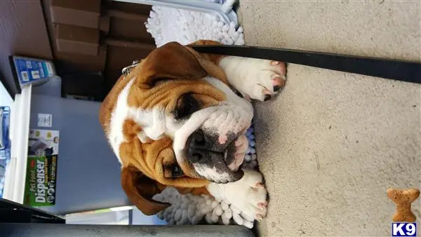 English Bulldog puppy for sale