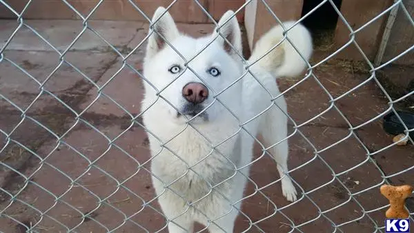 Siberian Husky stud dog