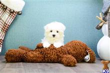 maltese puppy posted by yenges