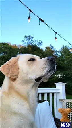 Labrador Retriever stud dog