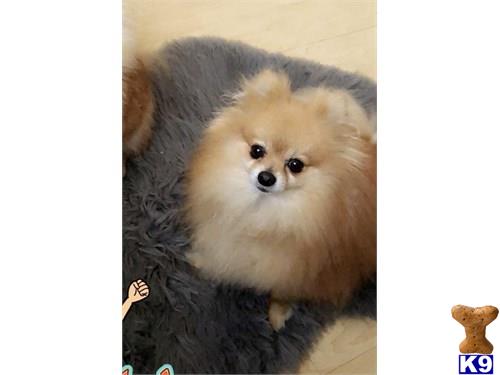 Pomeranian