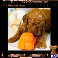 poodle puppy posted by ygamez1214