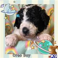 poodle puppy posted by ygamez1214