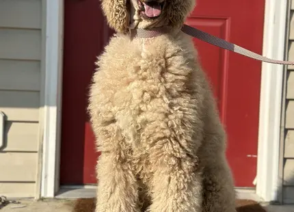 Poodle