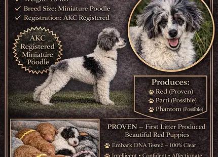Poodle