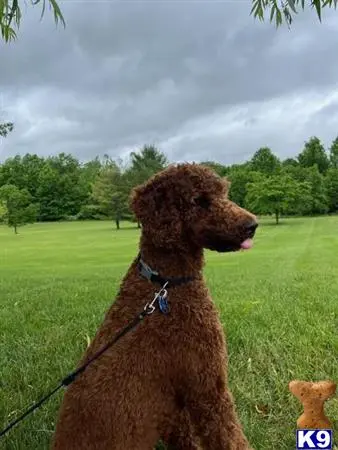 Poodle stud dog