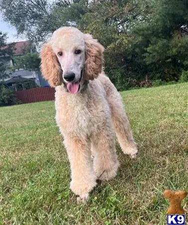 Poodle stud dog