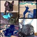 French Bulldog stud dog: Black French Bulldog in various poses and settings