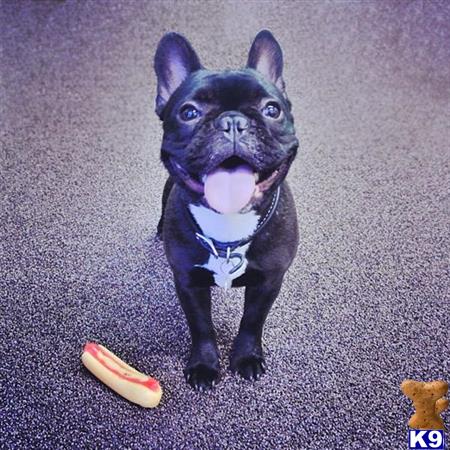 French Bulldog stud dog