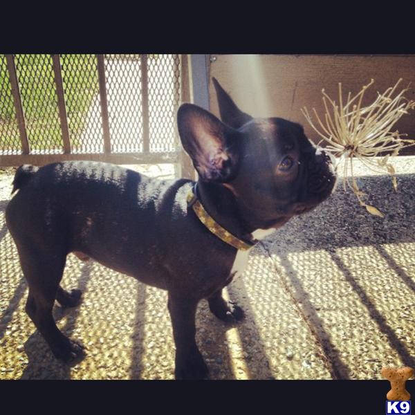 French Bulldog stud dog