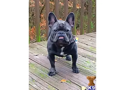 French Bulldog