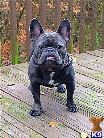 French Bulldog stud dog