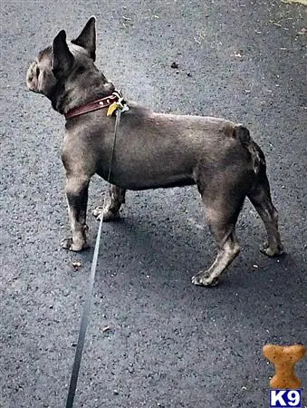 French Bulldog stud dog