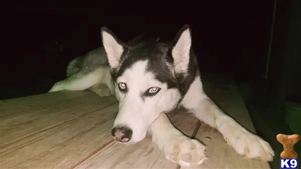 Siberian Husky female dog