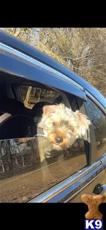 Yorkshire Terrier stud dog