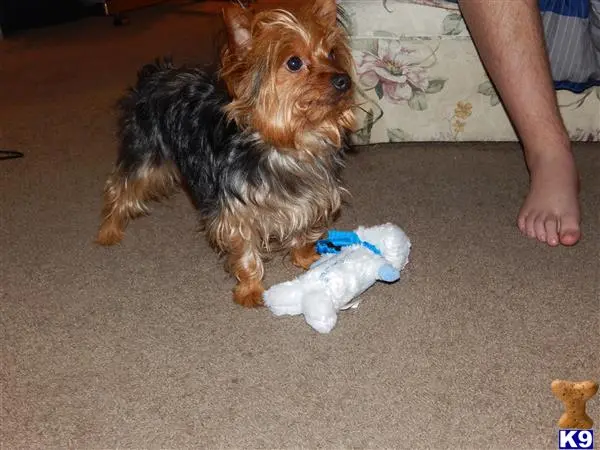 Yorkshire Terrier stud dog