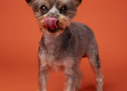 Yorkshire Terrier stud dog: Yorkshire Terrier with a gray and tan coat, licking its lips