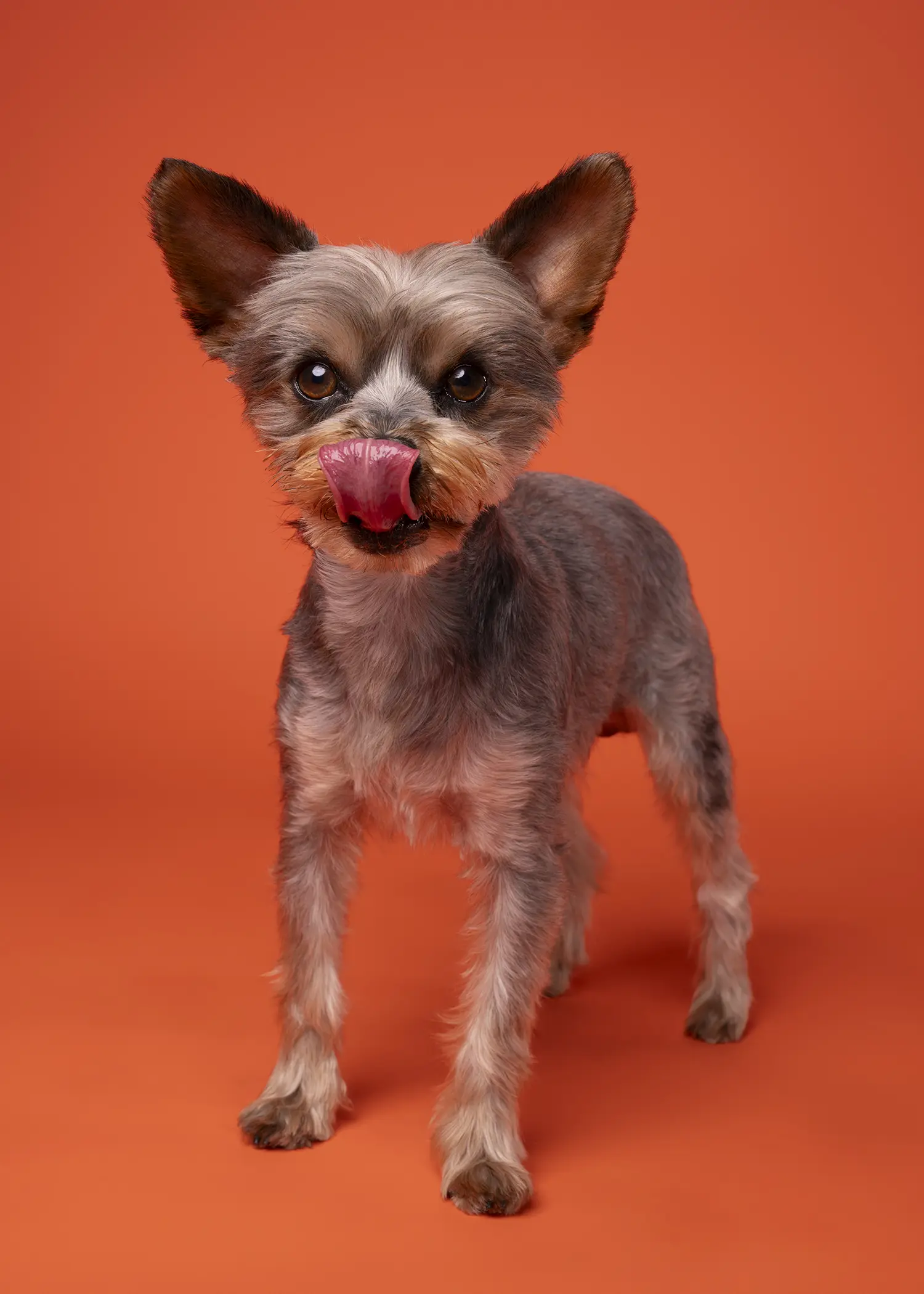 Yorkshire Terrier stud dog: Yorkshire Terrier with a gray and tan coat, licking its lips