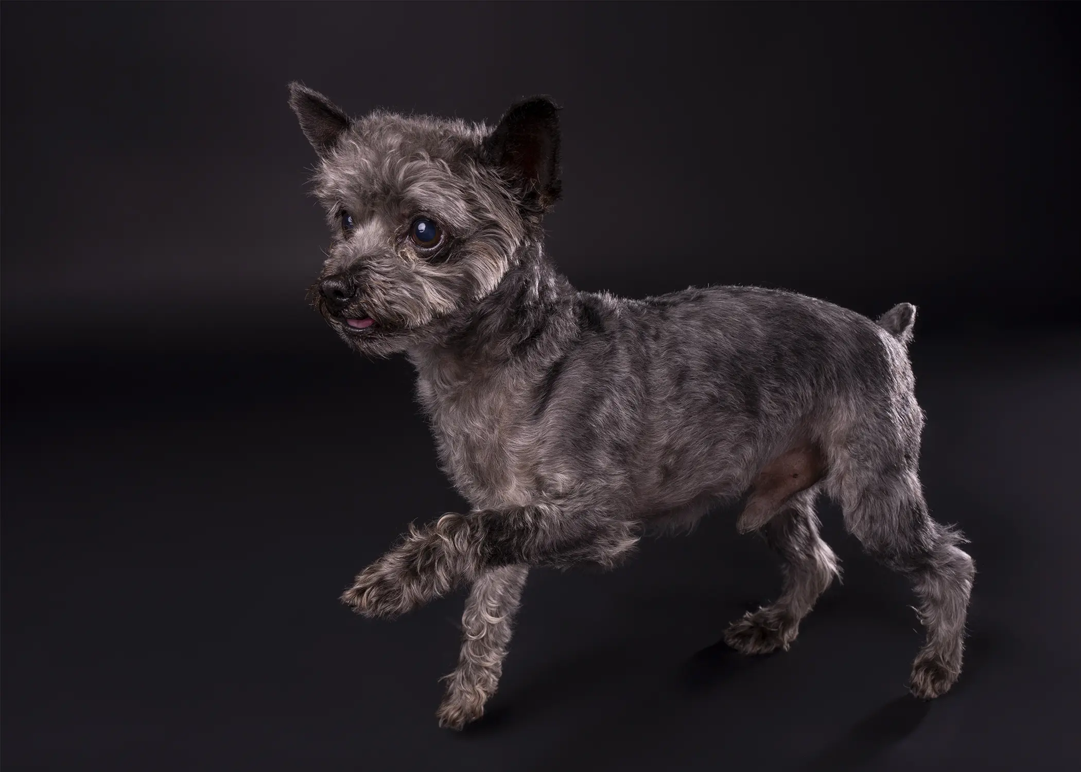 Yorkshire Terrier stud dog: Gray Yorkshire Terrier with a playful pose against a dark background