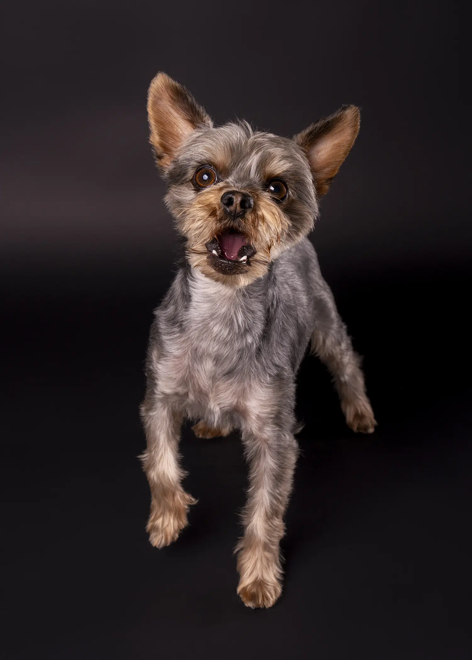Yorkshire Terrier stud dog: Gray and tan Yorkshire Terrier standing with mouth open