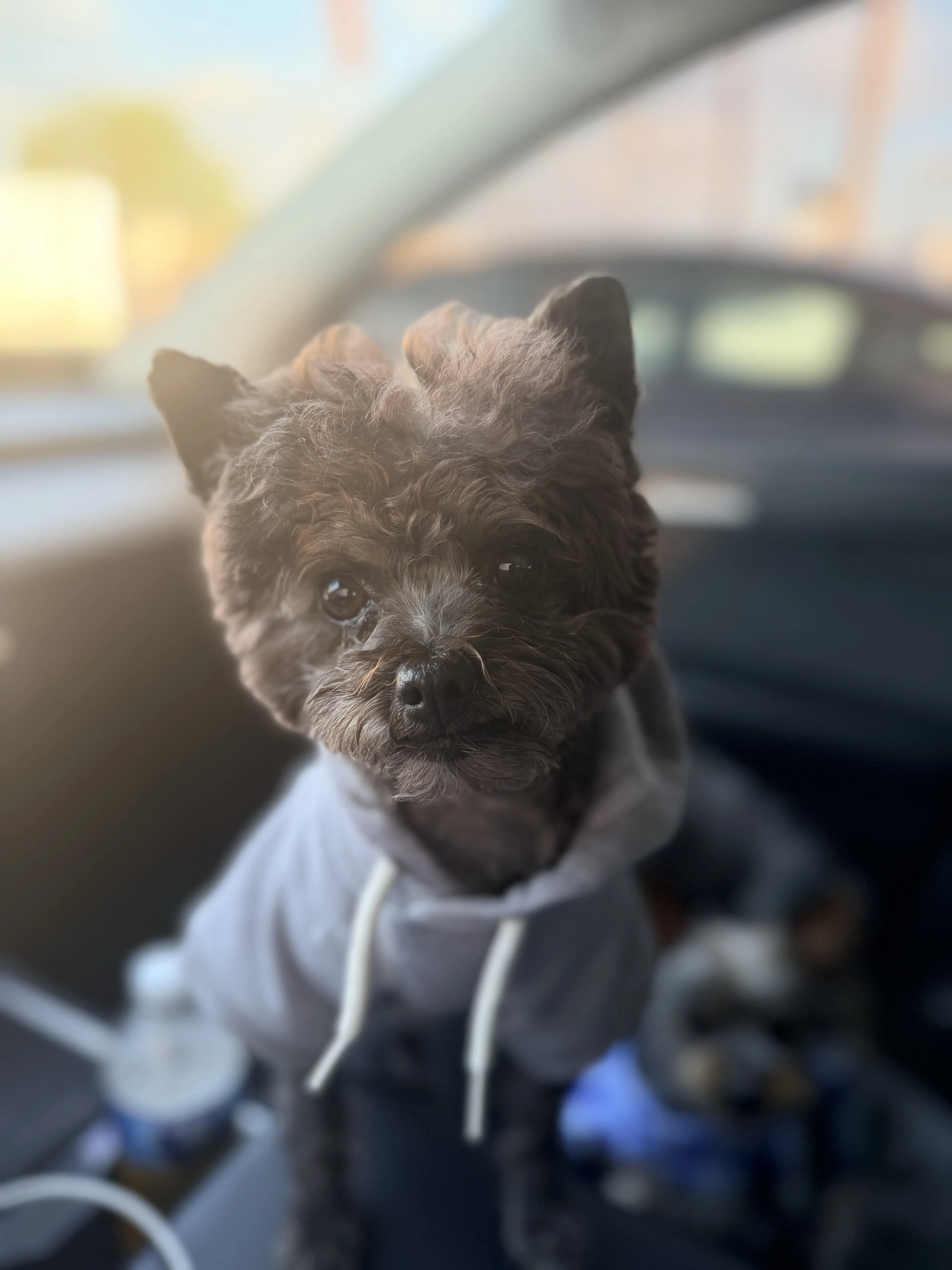 Yorkshire Terrier stud dog: Yorkshire Terrier wearing a gray hoodie inside a car