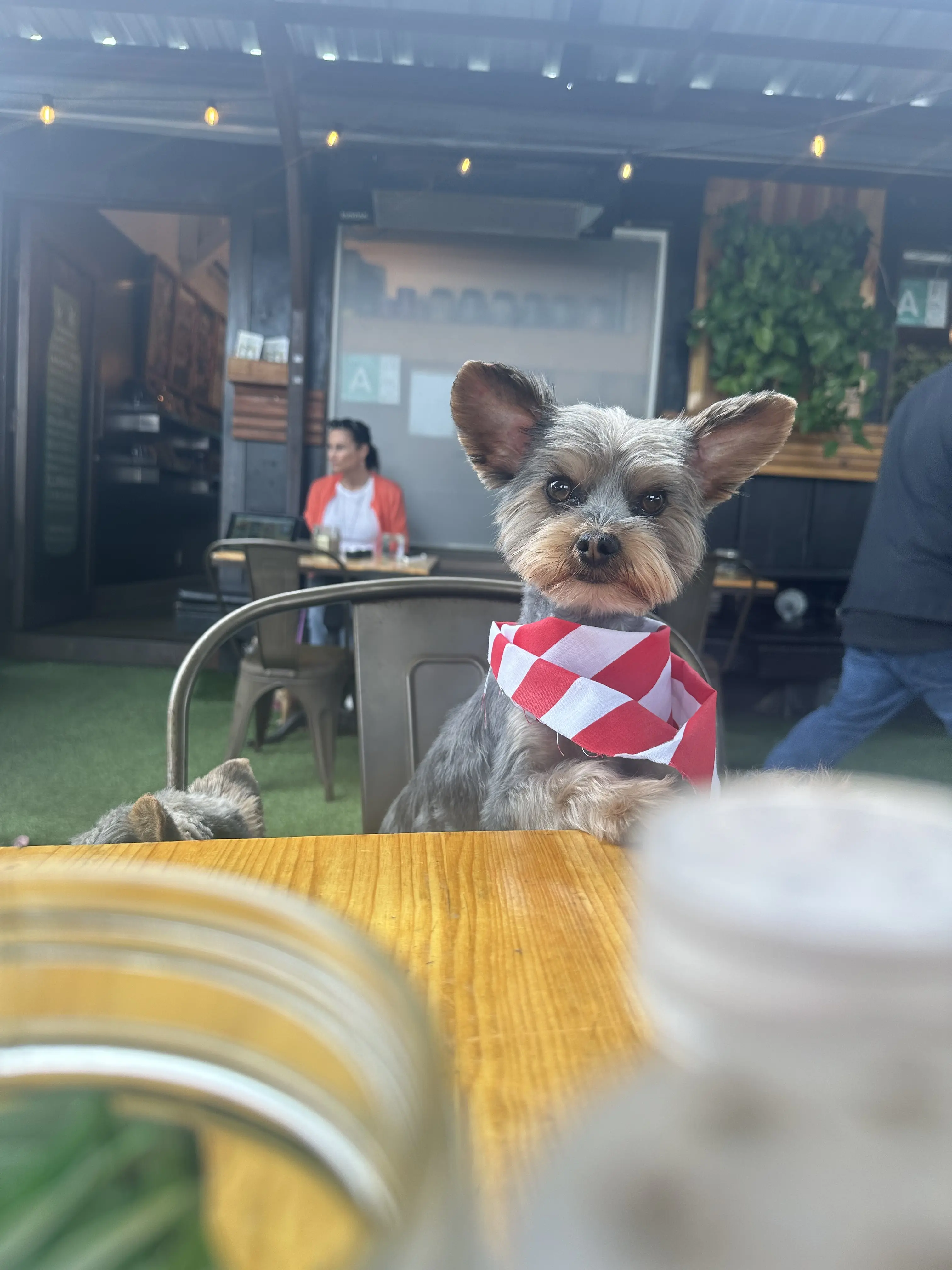 Yorkshire Terrier stud dog: Yorkshire Terrier with a checkered scarf sitting at a table