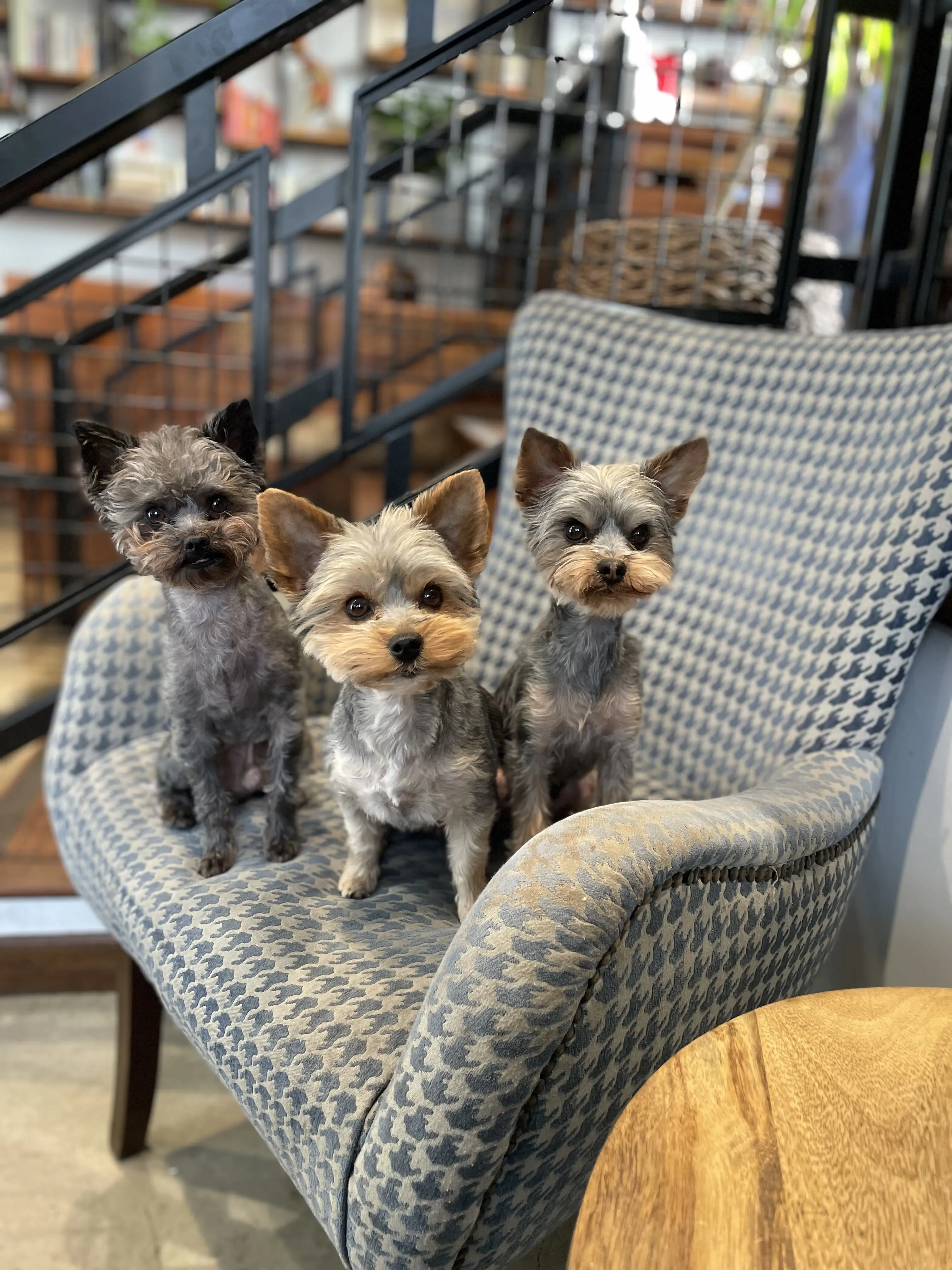 Yorkshire Terrier stud dog: Three Yorkshire Terriers sitting on a patterned chair indoors