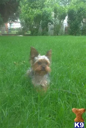 Yorkshire Terrier stud dog