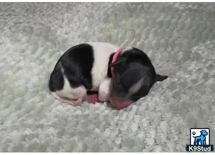 a black and white piglet