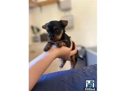 a person holding a small yorkshire terrier dog