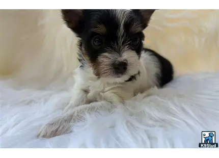 a small black and white yorkshire terrier dog
