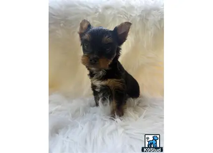 a small black yorkshire terrier dog running in the snow