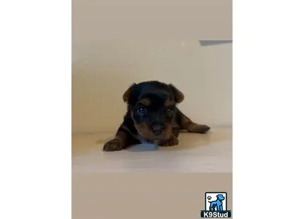 a small yorkshire terrier dog lying on the floor