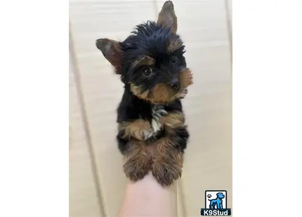a person holding a yorkshire terrier dog